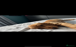 Cocker Spaniel dogs for sale: Show cocker spaniel  - Image 1