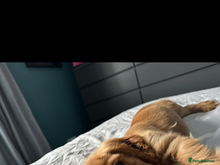 Cocker Spaniel dogs for sale - Advert 1