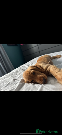 Cocker Spaniel dogs - Advert 1