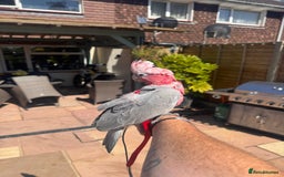 Cockatoo birds for sale: Silly tame Galah male 2025 DNA tested  - Image 5