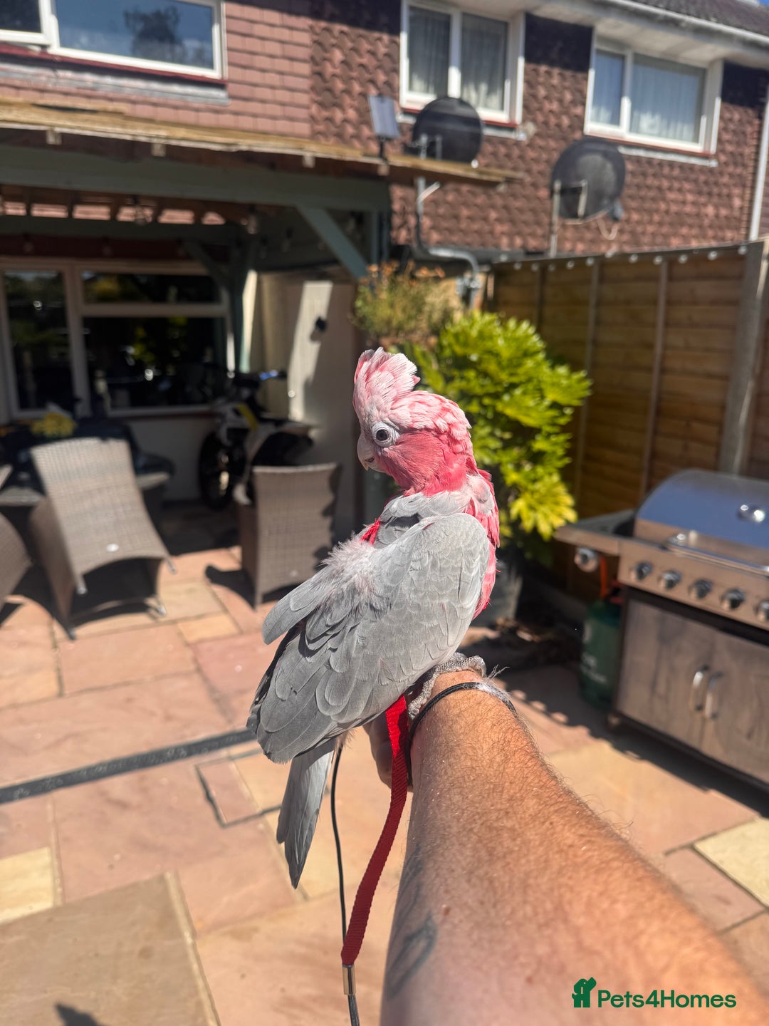 Cockatoo birds for sale: Silly tame Galah male 2025 DNA tested  - Image 5