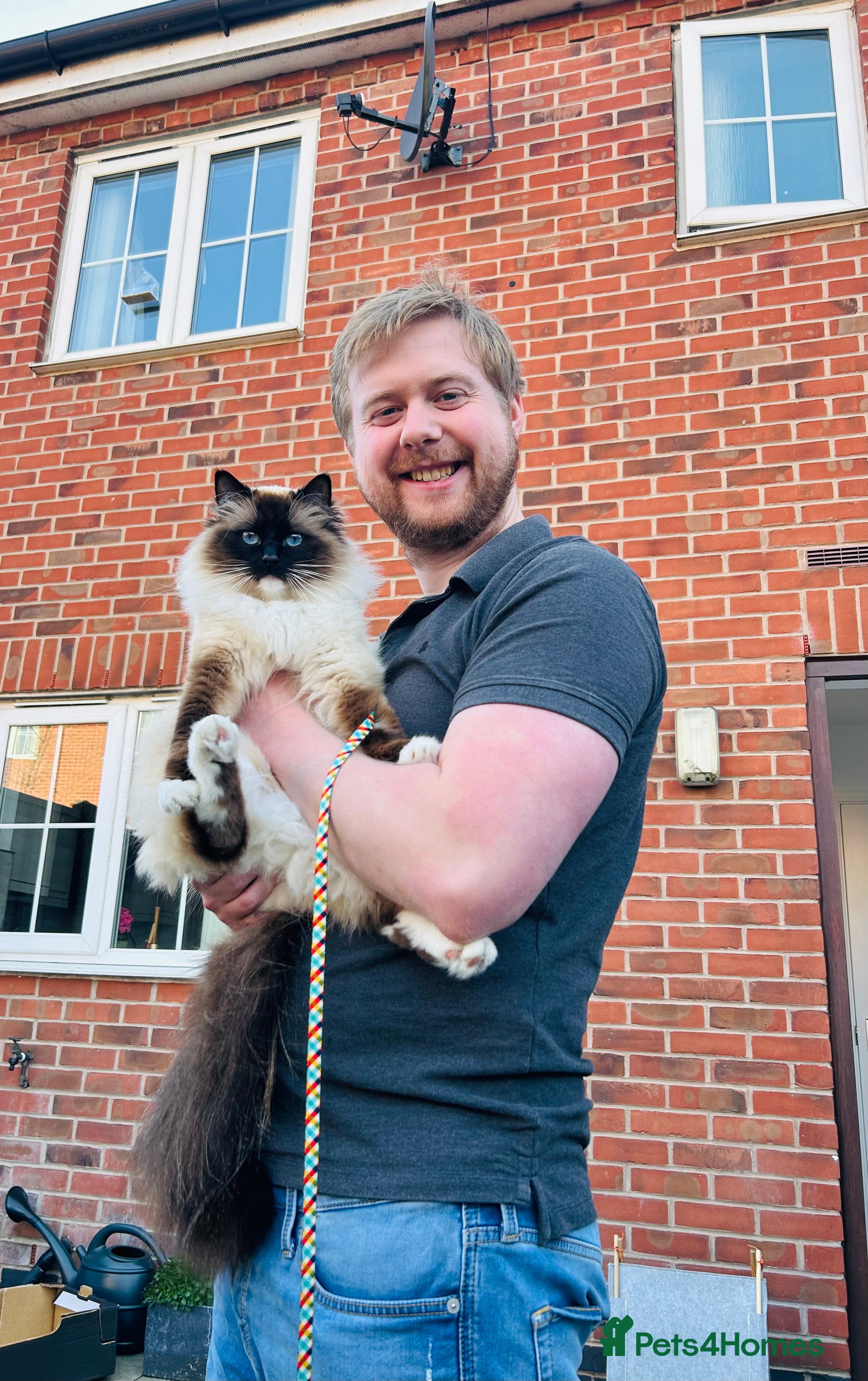 Ragdoll cats 2y/o Seal Mitted Pure Bred Ragdoll - Advert 1