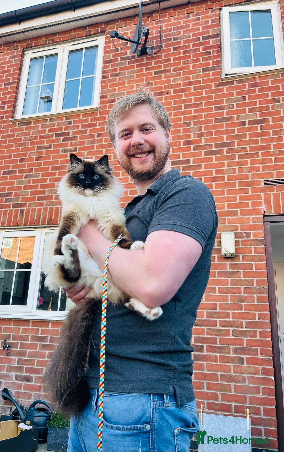 Ragdoll cats for sale: 2y/o Seal Mitted Pure Bred Ragdoll - Advert 3