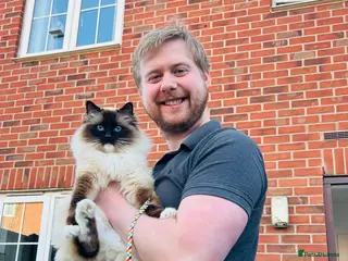 Ragdoll cats 2y/o Seal Mitted Pure Bred Ragdoll - Advert 3