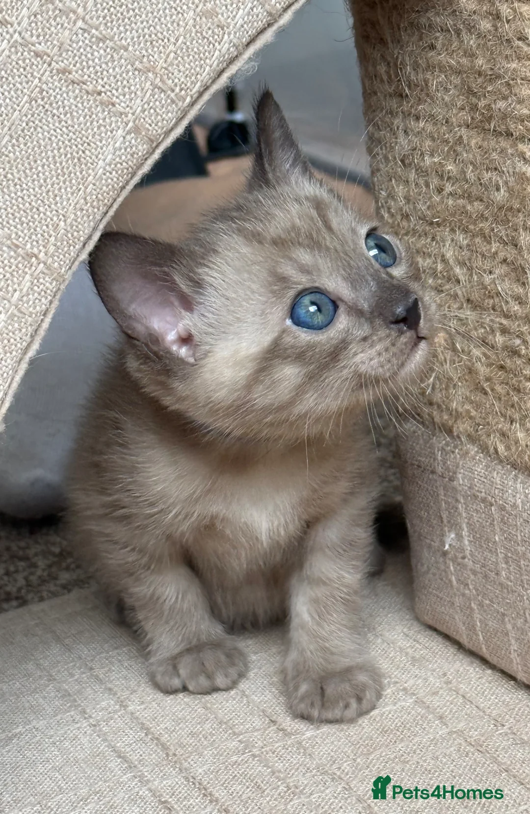 Bengal cats for sale: TICA registered Seal Solid Silver Mink Bengals - Advert 1