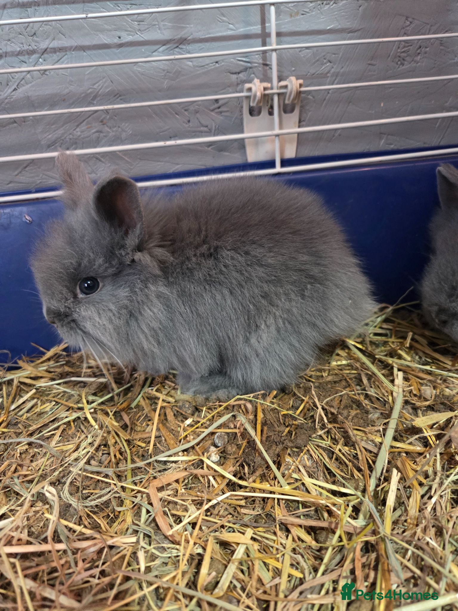 Lionhead rabbits Adorable baby lion heads - Advert 1