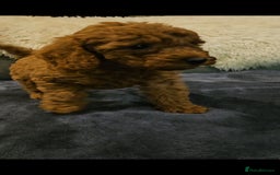 Maltipoo dogs for sale: F1b maltipoo puppies - Image 14