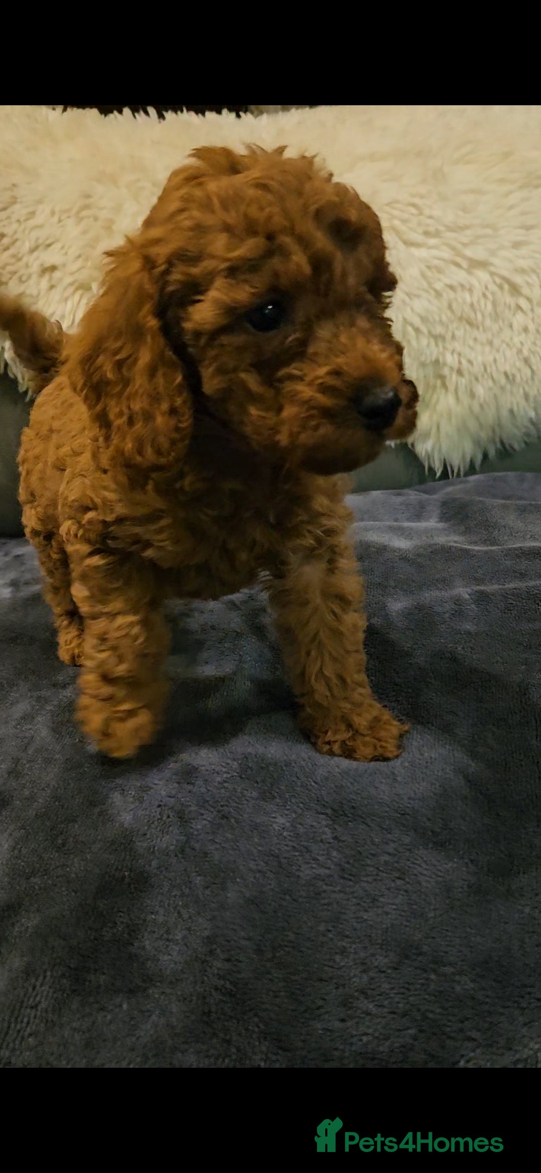 Maltipoo dogs for sale: F1b maltipoo puppies - Image 14