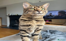 Mixed Breed cats for sale: Betsy needs re homing  - Image 3