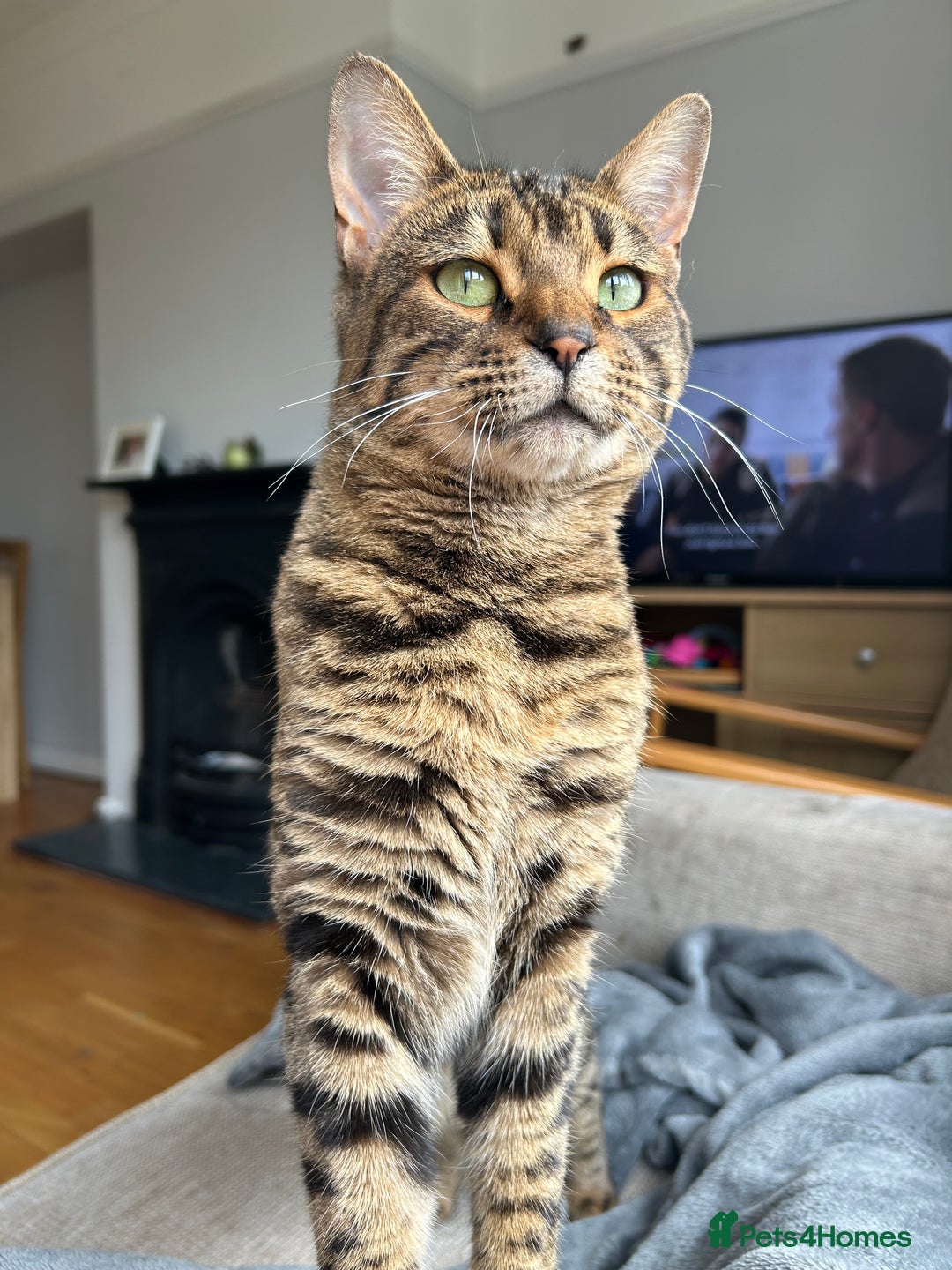 Mixed Breed cats for sale: Betsy needs re homing  - Image 3