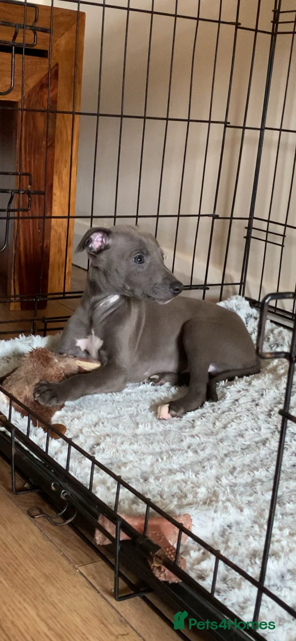Whippet dogs Blue Kennel Club Registered Whippet pups - Advert 1