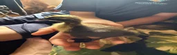 Ducks poultry for sale: Purebred Indian runner ducklings  in Melton Mowbray - Advert 5