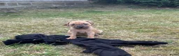Staffordshire Bull Terrier dogs for sale: Gorgeous Staffordshire bullterrier pups - Advert 5