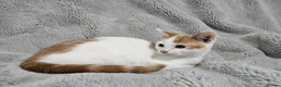 Mixed Breed cats for sale: Stunning kittens READY NOW - Advert 15
