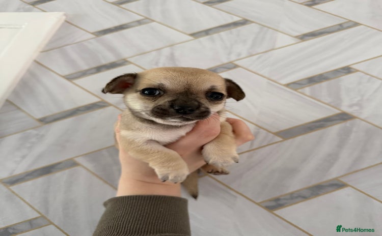 Chihuahua dogs - Advert 2