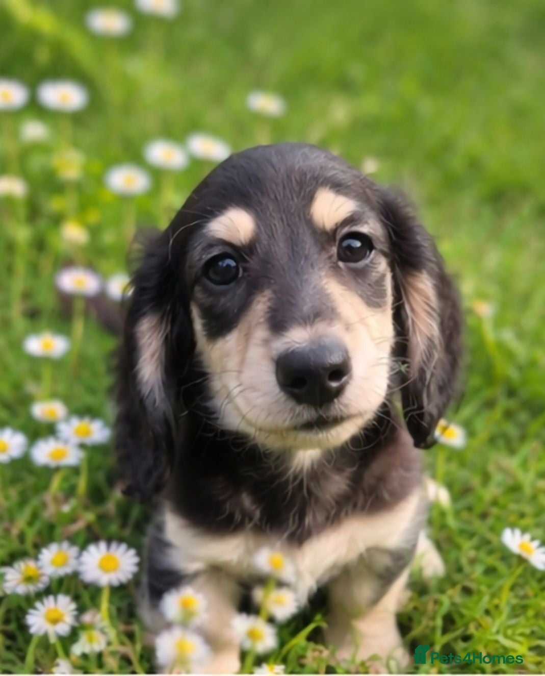 Miniature Dachshund dogs 🌟KC reg.Miniature LH Dachshund Puppies 🌟  - Advert 9