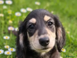 Miniature Dachshund dogs 🌟KC reg.Miniature LH Dachshund Puppies 🌟 - Advert 9