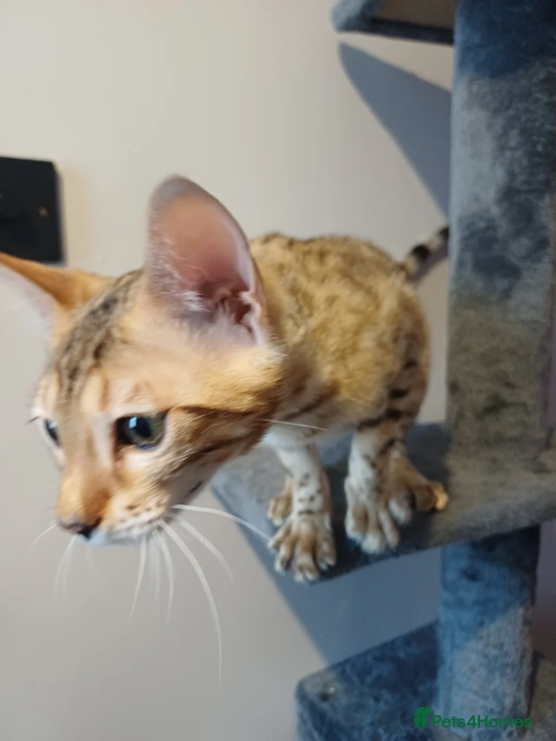 Bengal cats for sale: Sweet bengal kitten for sale - Advert 2