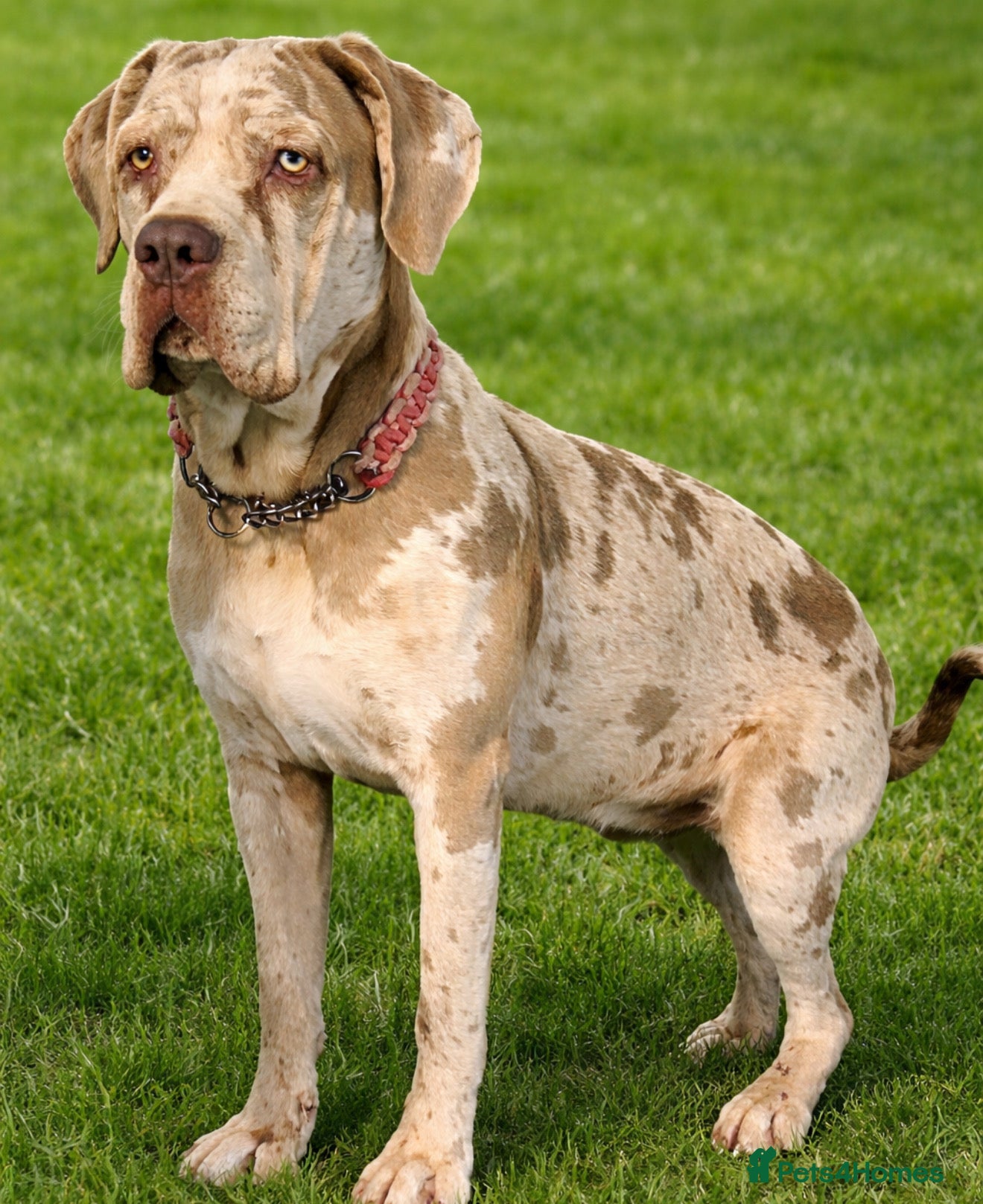 Cane Corso dogs Amazing cane corso x Bandog  - Advert 6