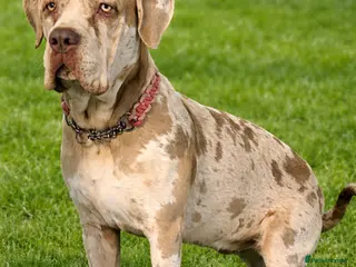 Cane Corso dogs Amazing cane corso x Bandog - Advert 18