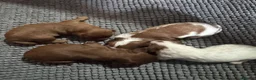Cavapoo dogs for sale: Stunning Cavapoo puppies including party colours  - Advert 9