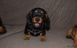Dachshund dogs for sale: 3/4 MINIATURE SMOOTH DACHSHUND PUPPIES - Image 8