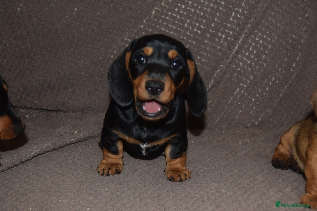 Dachshund dogs for sale: 3/4 MINIATURE SMOOTH DACHSHUND PUPPIES - Image 8