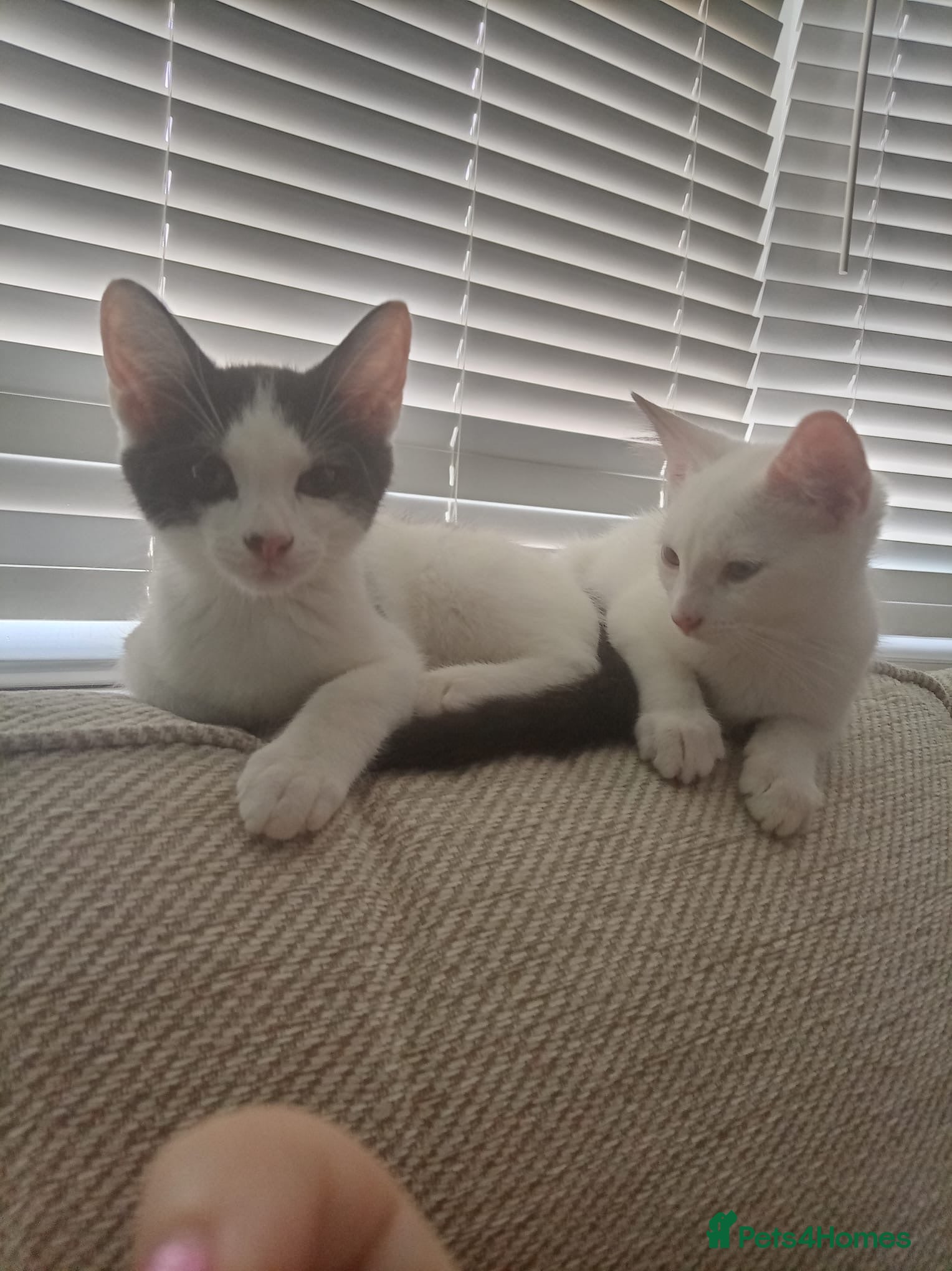 Domestic Shorthair cats Beautiful brother kittens - Advert 2