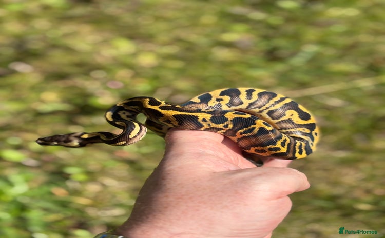 Python Snake reptiles Ball Python / Royal Python Hatchlings and Adults - Advert 2