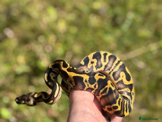 Python Snake reptiles Ball Python / Royal Python Hatchlings and Adults - Advert 3