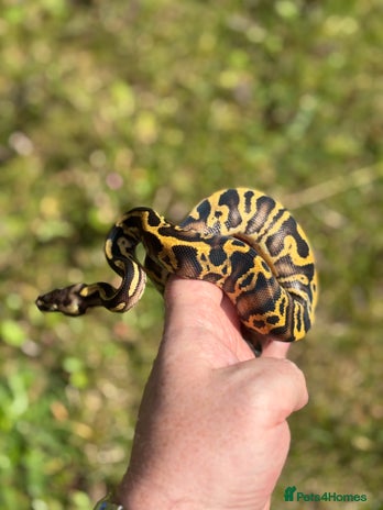 Python Snake reptiles Ball Python / Royal Python Hatchlings and Adults - Advert 2