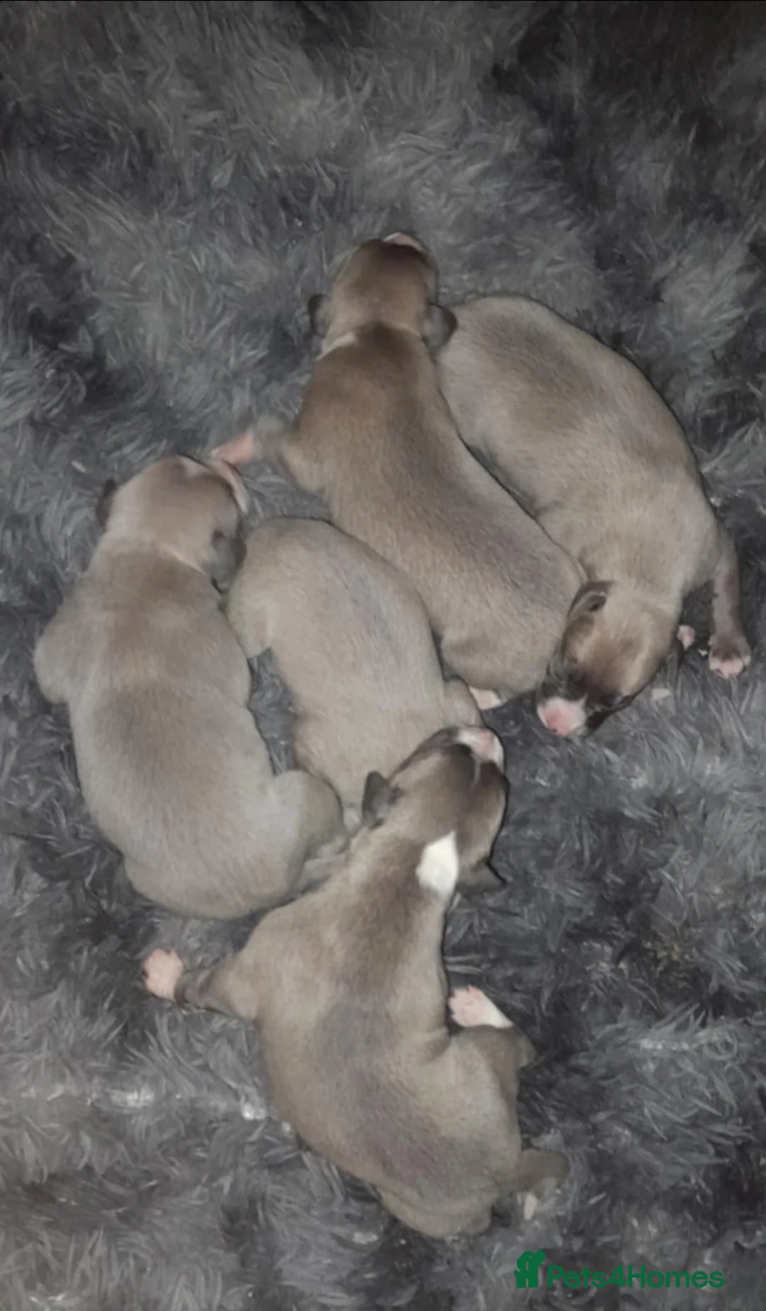 Whippet dogs for sale: Whippet pups  - Advert 1
