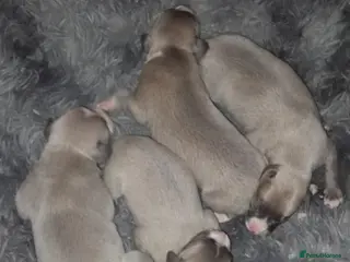 Whippet dogs Whippet pups - Advert 4