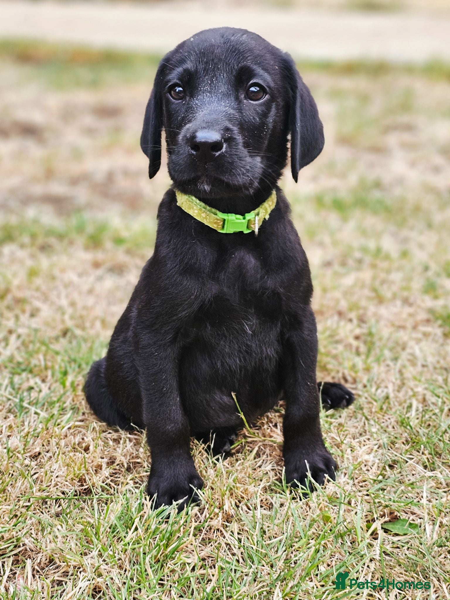 Labrador Retriever dogs **REDUCED**  Gorgeous Black Labrador Puppies - Advert 14