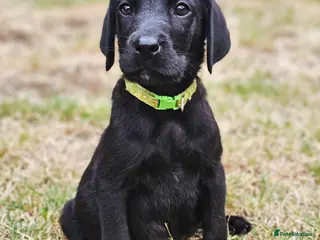 Labrador Retriever dogs **REDUCED** Gorgeous Black Labrador Puppies - Advert 14