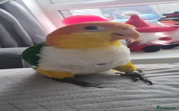 Parakeets birds for sale: Tame male caique DNA sexed in Accrington - Image 5