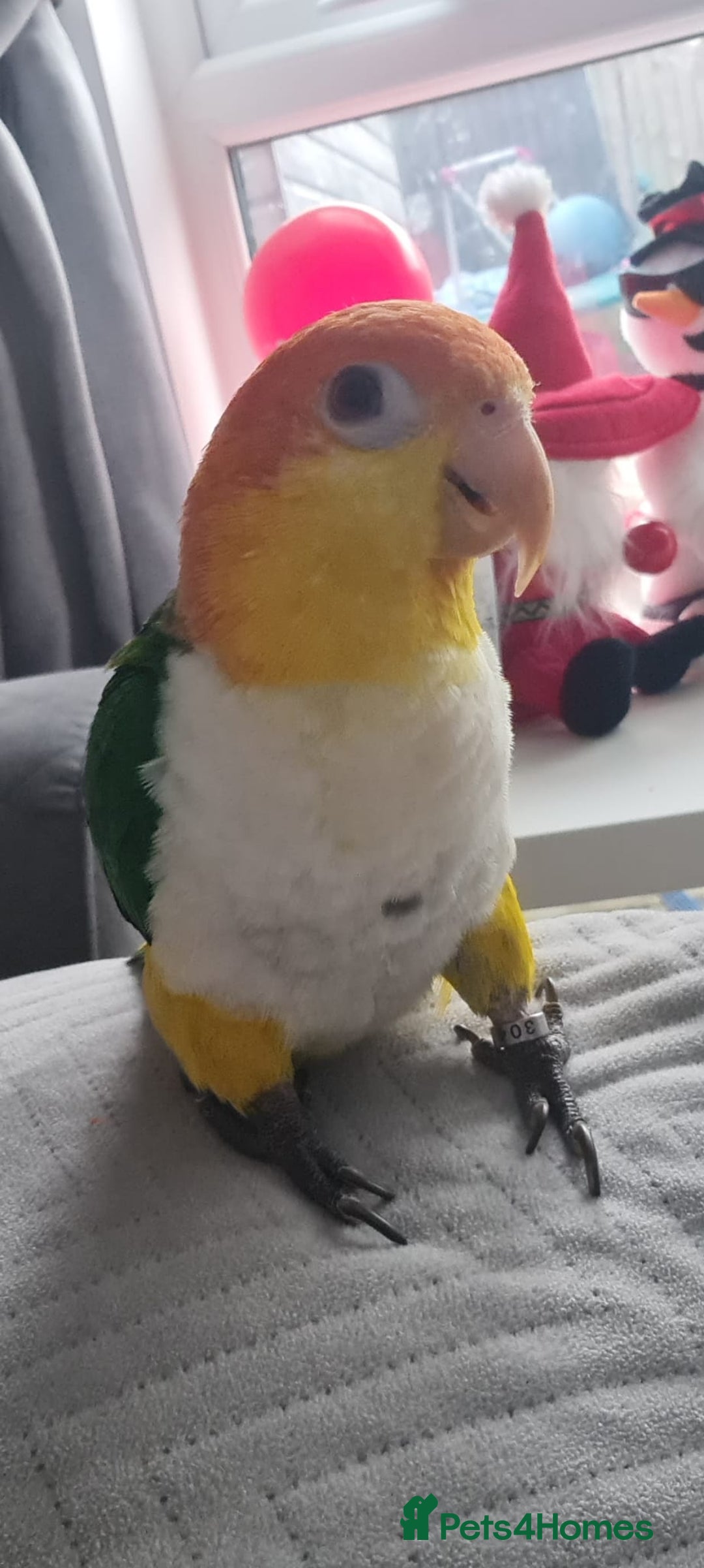 Parakeets birds for sale: Tame male caique DNA sexed in Accrington - Image 5