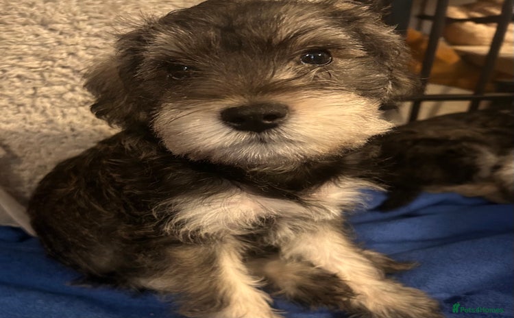 Schnoodle dogs - Advert 1
