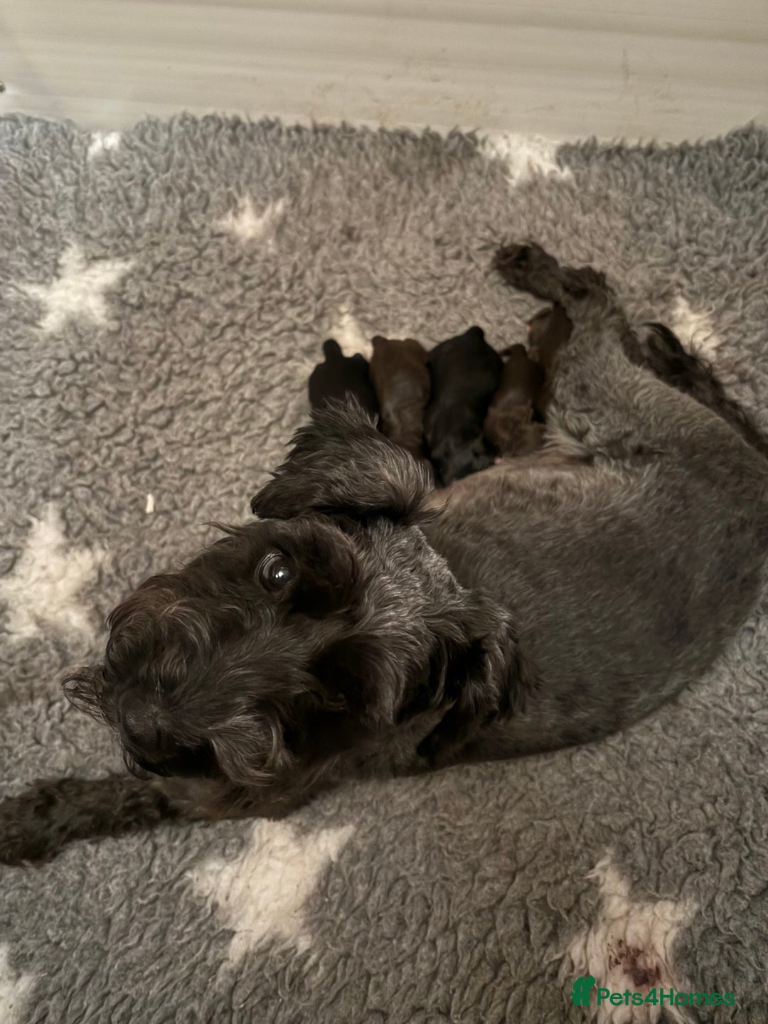 Miniature Schnauzer dogs for sale: KC Miniature Schnauzer Black Chocolate BVA H/T  - Advert 5