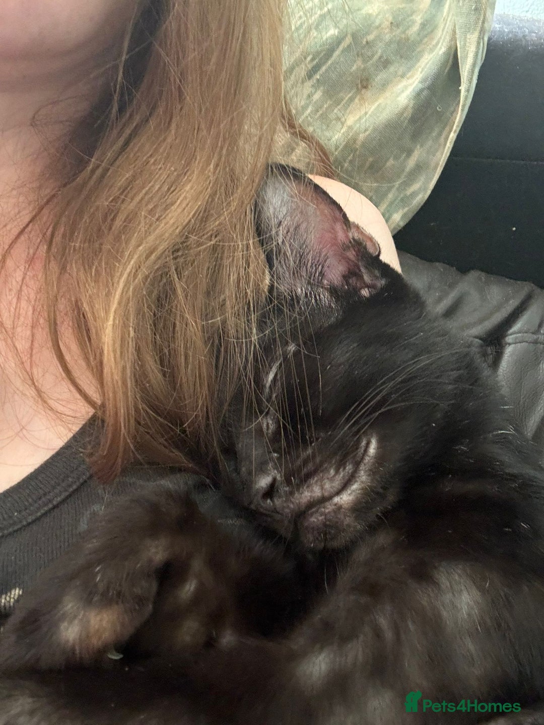 Domestic Shorthair cats for sale: ONE BLACK FEMALE LEFT (urgent sale needed) in Norwich - Image 3