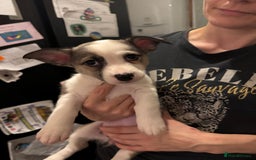 Mixed Breed dogs for sale: Siberian Husky X Staff/Lhasa Apso. Only 2 left!!  - Image 21