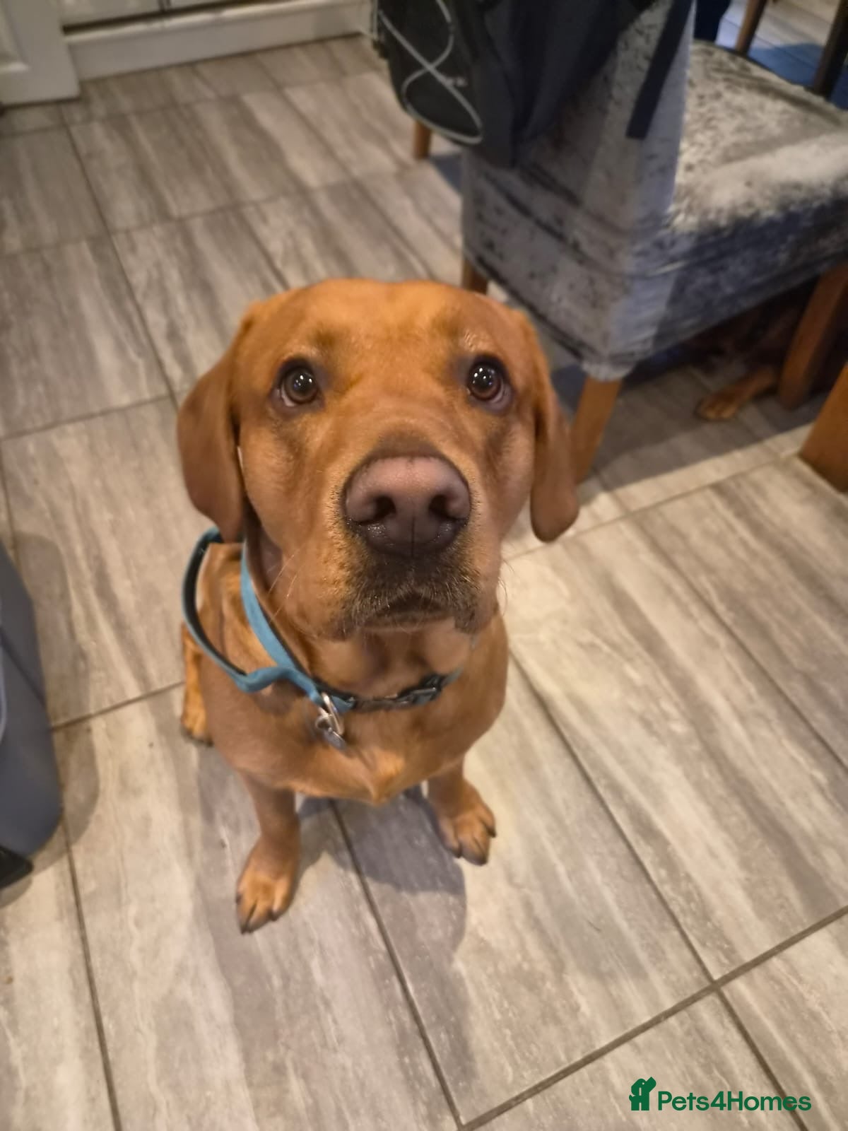 Labrador Retriever dogs for stud: Fox red Labrador for stud  - Advert 1