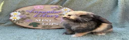 Mini Lop rabbits for sale: 2 mini lop bucks - Advert 14