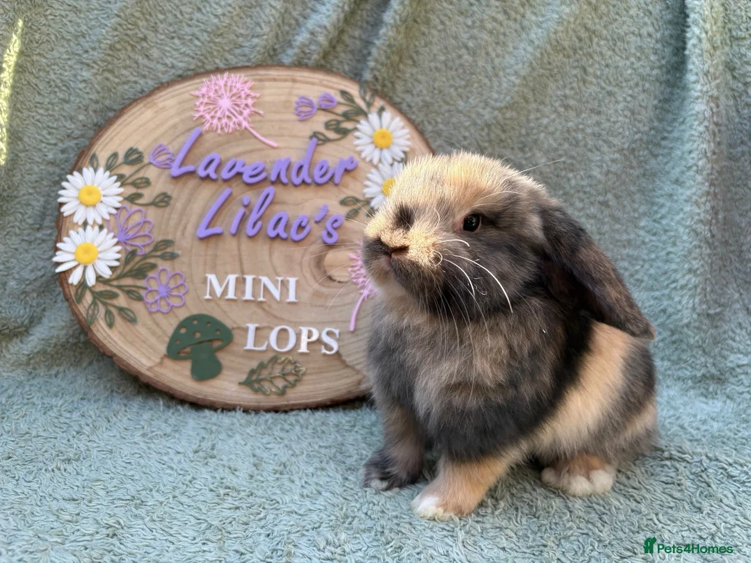 Mini Lop rabbits for sale: 2 mini lop bucks - Advert 14