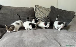 Mixed Breed cats for sale: Ragdoll cross - Image 5