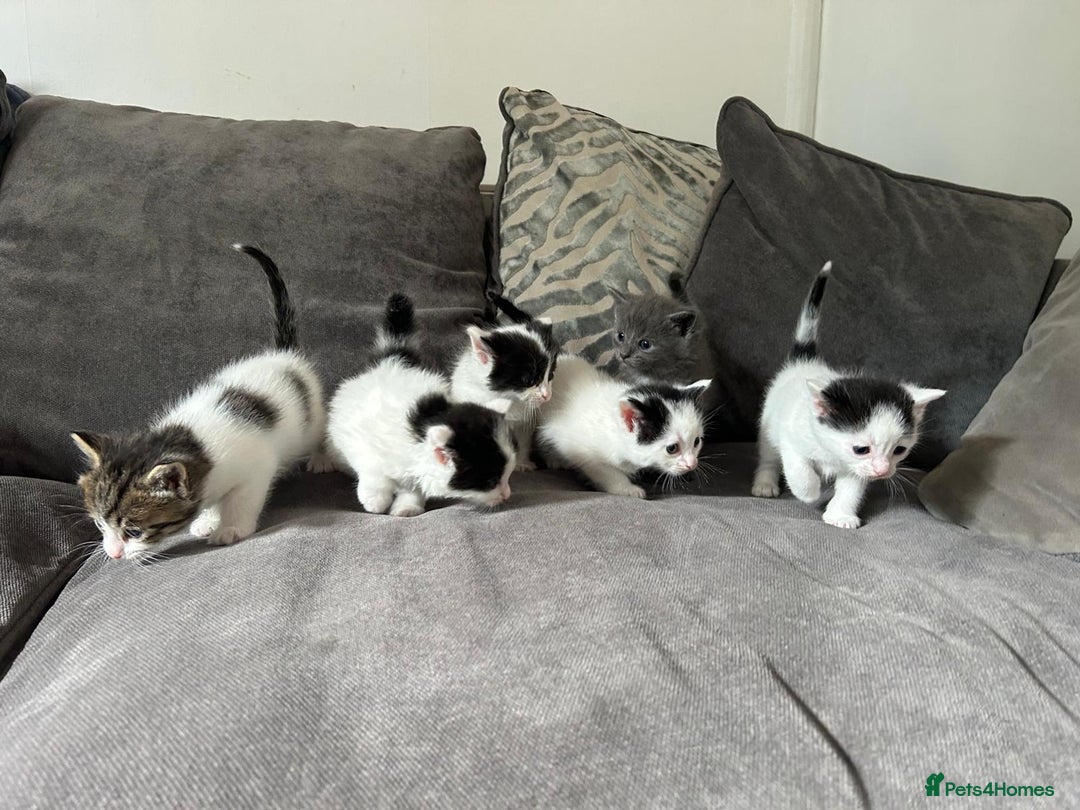 Mixed Breed cats for sale: Ragdoll cross - Image 5