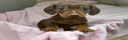 Dachshund dogs for sale:  Beautiful Miniature Dachshund Puppies 💖 - Advert 4
