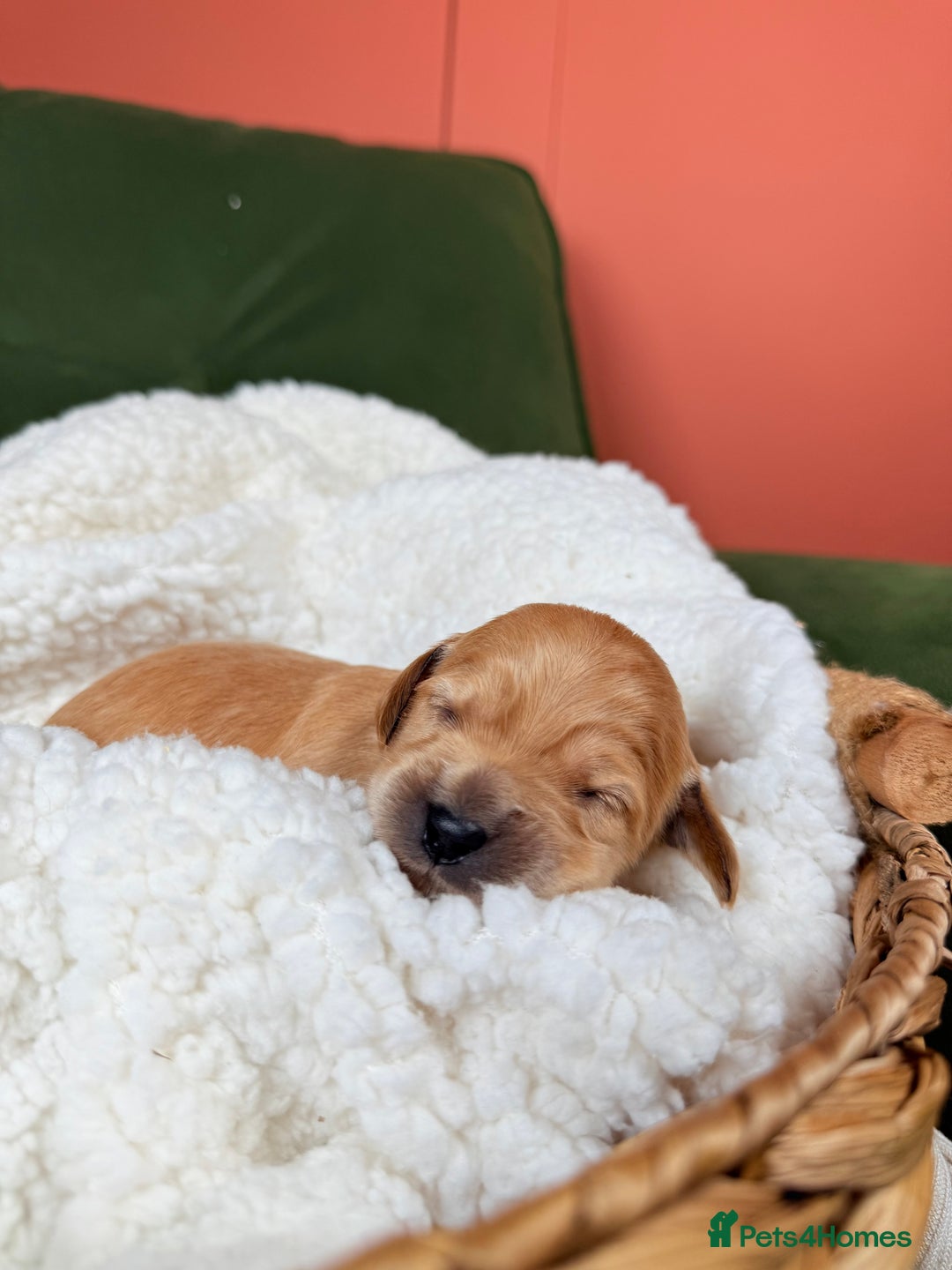 Australian Labradoodle dogs for sale: Multigen Australian Labradoodle Puppies Available! - Advert 9