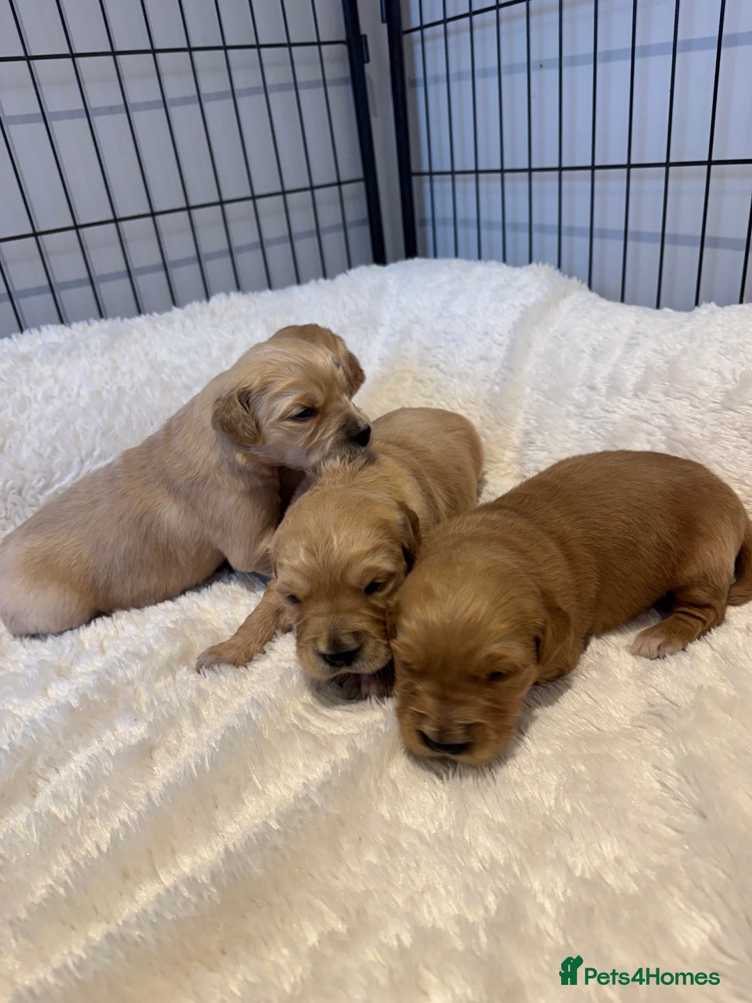 Golden Retriever dogs for sale: Gorgeous KC Golden retrievers  - Advert 11