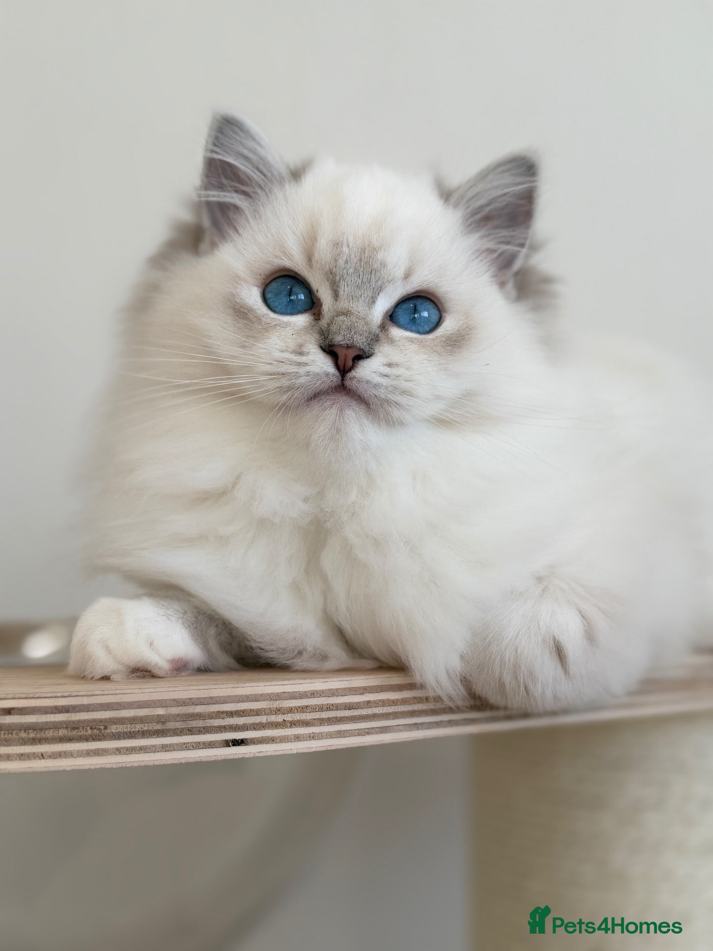 Ragdoll cats for sale: Ready To Leave Blue Lynx Ragdoll 💙Deep Blue Eyes - Advert 2